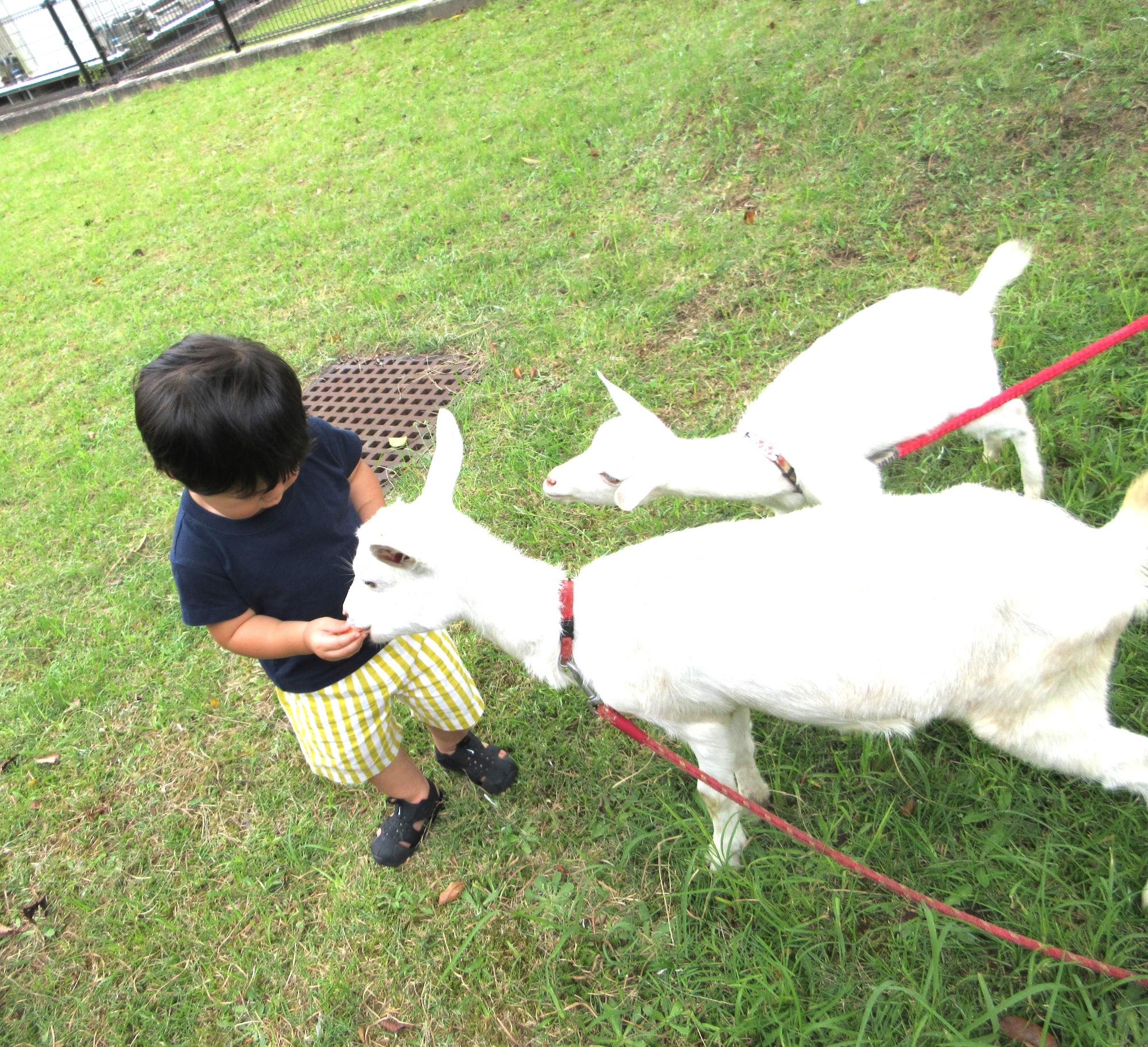 「バンビデー」こどもが芝生の上で2頭のヤギと触れ合う写真