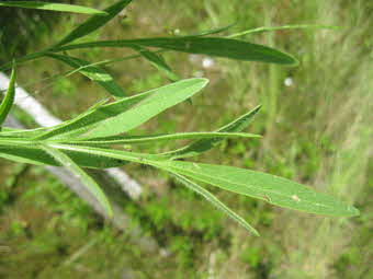オオキンケイギクの、白い毛の生えた葉と茎を近くから見た写真