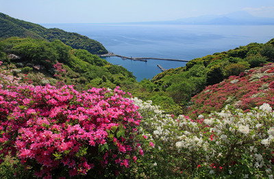 鮮やかに咲くピンクや白のツツジと、眼下に広がる美保湾の写真