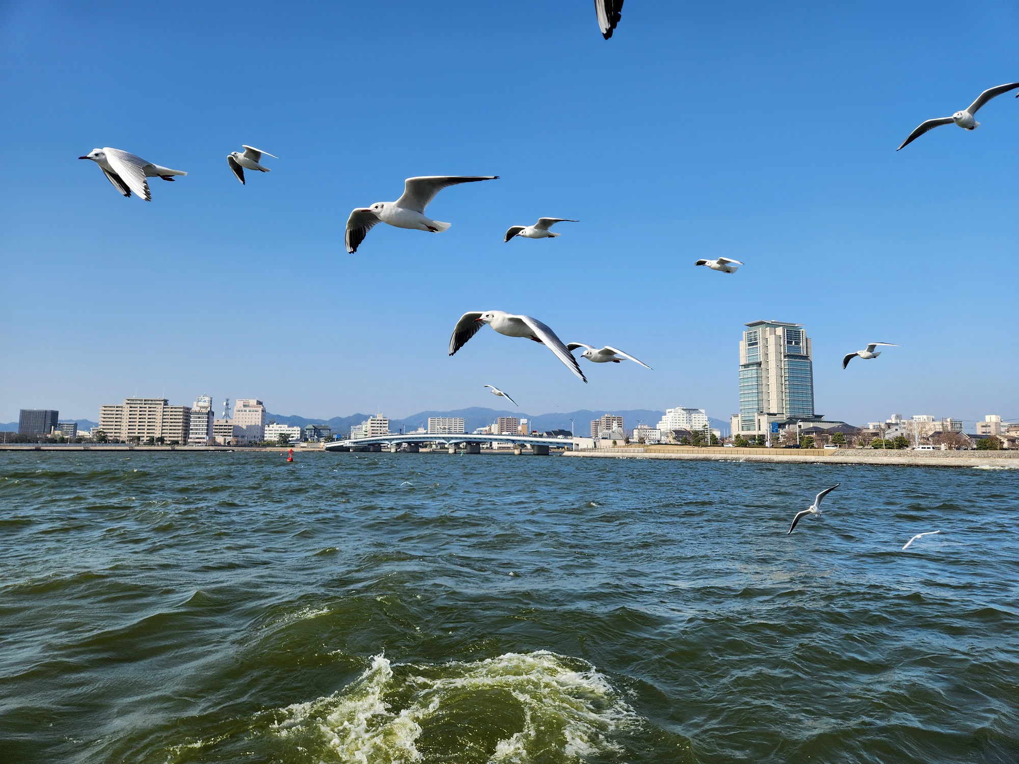 宍道湖の湖面近くを飛ぶゆりかもめ